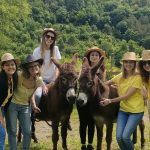 Donkey Photo Contest 2025