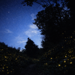 Scopri la Via delle Lucciole | Sabato 6,13, 20 Giugno 2026