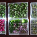 Foraging per Tisane e Infusi Naturali